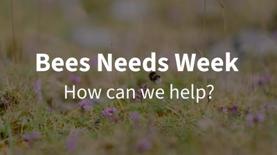 bees needs week - how can we help?