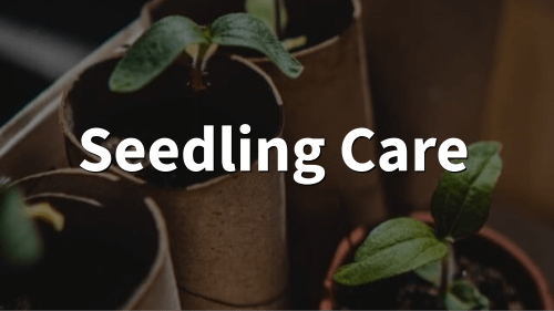seedling care