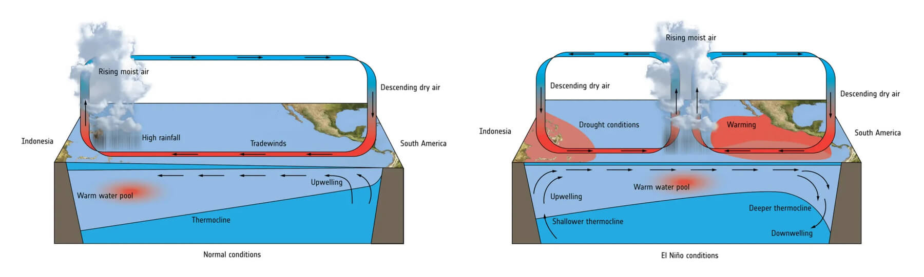 A side-by-side comparison of two diagrams illustrating oceanic and atmospheric currents during normal and El Niño conditions, respectively.