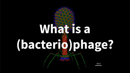 What is a bacteriophage?