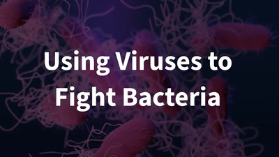 using viruses to fight bacteria